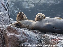 Islas Ballestas - Paracas National Reserve - Peru