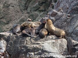 Islas Ballestas - Réserve nationale de Paracas - Pérou