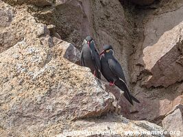 Islas Ballestas - Paracas National Reserve - Peru