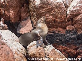 Islas Ballestas - Réserve nationale de Paracas - Pérou