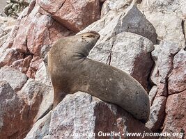 Islas Ballestas - Réserve nationale de Paracas - Pérou