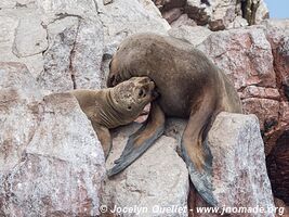 Islas Ballestas - Paracas National Reserve - Peru