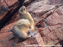 Islas Ballestas - Paracas National Reserve - Peru