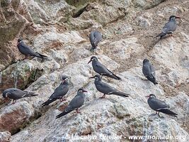 Islas Ballestas - Paracas National Reserve - Peru