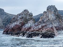 Islas Ballestas - Réserve nationale de Paracas - Pérou