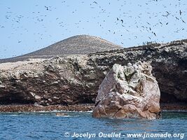 Islas Ballestas - Réserve nationale de Paracas - Pérou