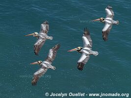 Paracas National Reserve - Peru