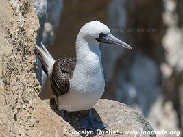 Paracas National Reserve - Peru