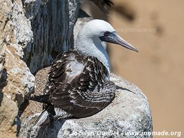 Paracas National Reserve - Peru