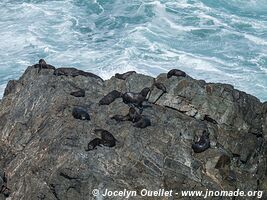 Paracas National Reserve - Peru