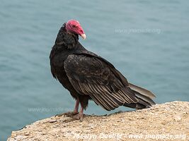 Paracas National Reserve - Peru