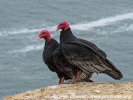 Paracas National Reserve - Peru