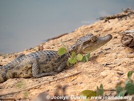 Puerto Maldonado - Peru