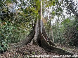 Réserve nationale Tambopata - Pérou