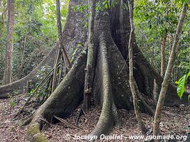 Tambopata National Reserve - Peru