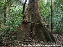 Tambopata National Reserve - Peru