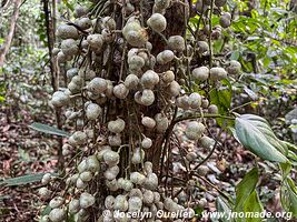 Tambopata National Reserve - Peru