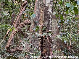 Réserve nationale Tambopata - Pérou