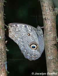 Tambopata National Reserve - Peru