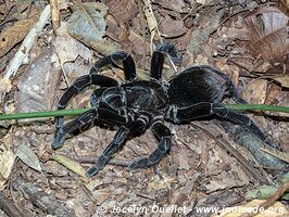 Tambopata National Reserve - Peru