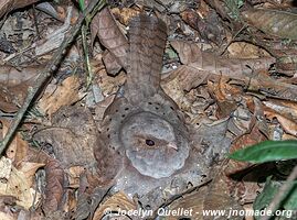 Tambopata National Reserve - Peru