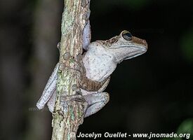 Tambopata National Reserve - Peru