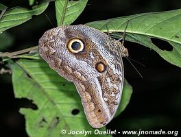 Tambopata National Reserve - Peru