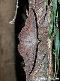 Tambopata National Reserve - Peru