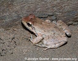 Tambopata National Reserve - Peru