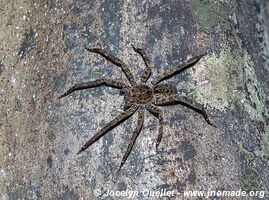 Tambopata National Reserve - Peru