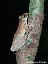 Tambopata National Reserve - Peru