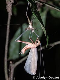 Réserve nationale Tambopata - Pérou