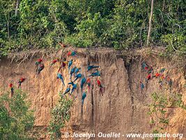 Réserve nationale Tambopata - Pérou