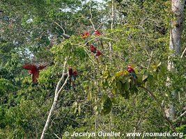 Réserve nationale Tambopata - Pérou