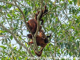 Tambopata National Reserve - Peru