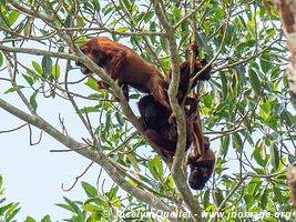 Tambopata National Reserve - Peru