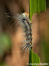 Tambopata National Reserve - Peru