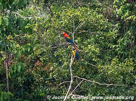 Tambopata National Reserve - Peru