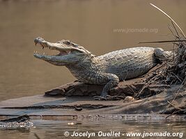 Tambopata National Reserve - Peru