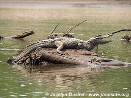 Tambopata National Reserve - Peru