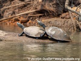 Tambopata National Reserve - Peru