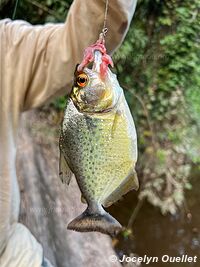 Tambopata National Reserve - Peru