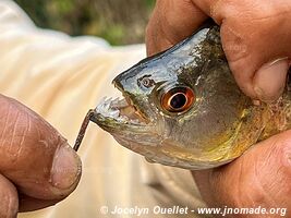 Tambopata National Reserve - Peru