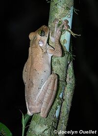 Tambopata National Reserve - Peru