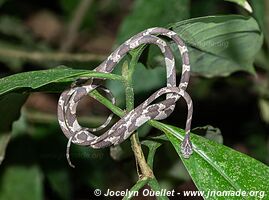 Tambopata National Reserve - Peru