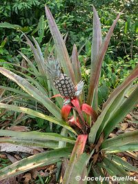 Tambopata National Reserve - Peru