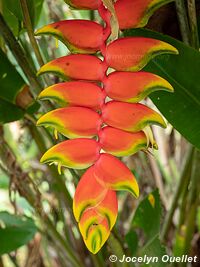 Tambopata National Reserve - Peru