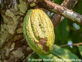 Réserve nationale Tambopata - Pérou