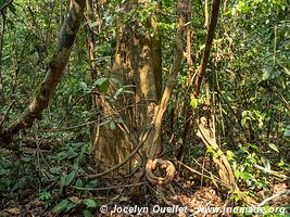 Tambopata National Reserve - Peru