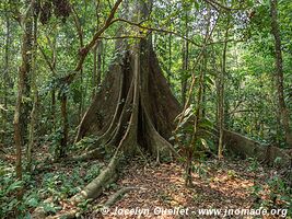 Tambopata National Reserve - Peru